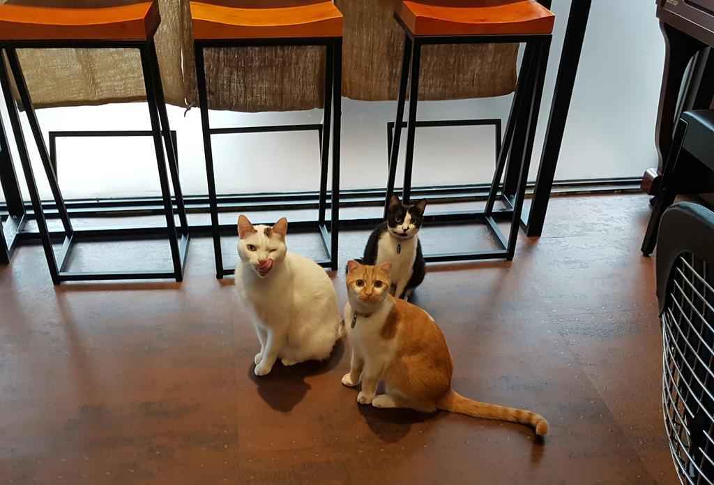 ミャオ G カフェ ホステル 花蓮市 エクステリア 写真